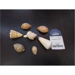 COQUILLAGE PM LA PIECE