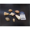 COQUILLAGE PM LA PIECE