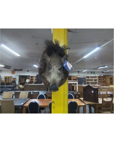 TROPHÉE DE CHASSE TETE DE...
