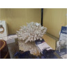 CORAIL