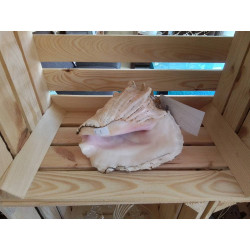 COQUILLAGE