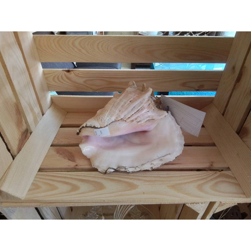 COQUILLAGE