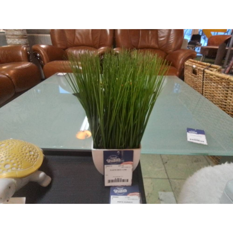 PLANTE DECO J LINE