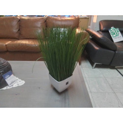 PLANTE DECO J LINE