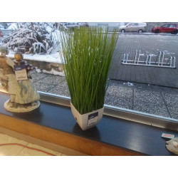 PLANTE DECO J LINE